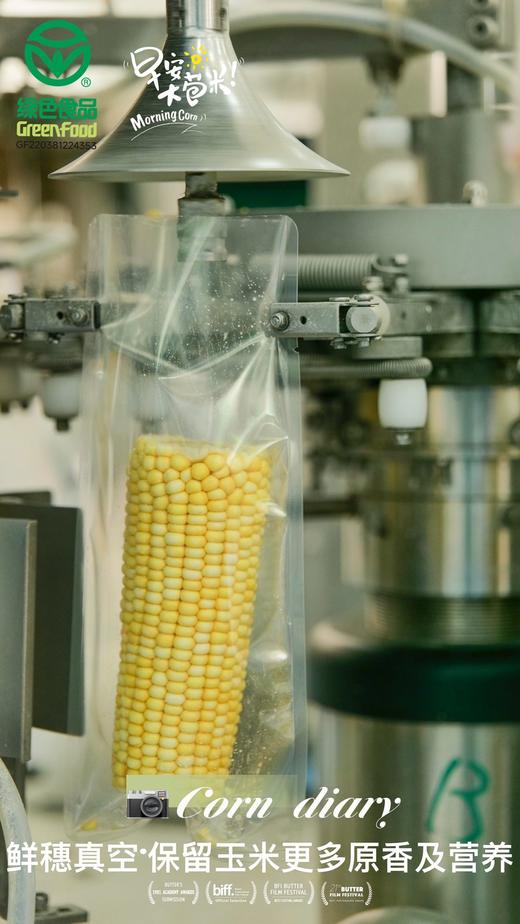麦秀年早安大苞米头茬东北新鲜黄糯玉米轻负担非转基因 商品图4