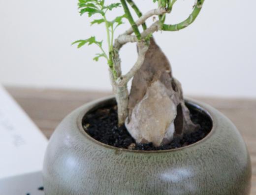 芹叶福绿桐 商品图2