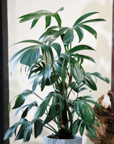 麒麟尾 商品图2