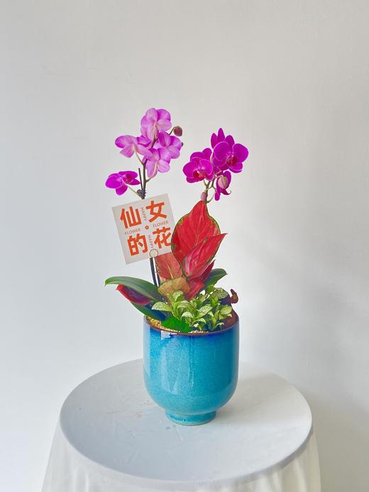 蝴蝶兰XMY/蓝直有脚268 商品图0