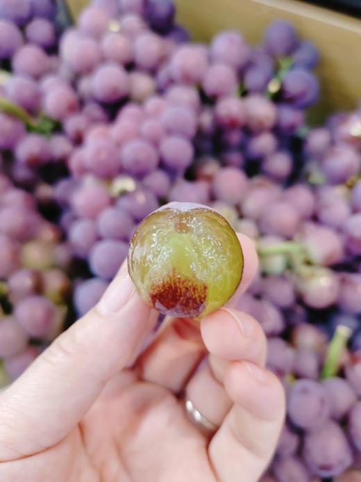 采摘园巨峰葡萄2斤 商品图2