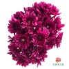 市场小菊 -波多利紫 10枝一扎 商品缩略图1