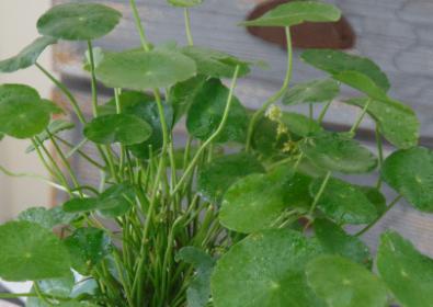 水培铜钱草 商品图2