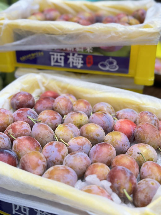 【巨好吃】29.9元每件  整件新疆西梅（4.5斤左右） 商品图0