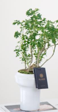 福禄桐 商品图2