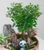 组合盆栽 商品缩略图2