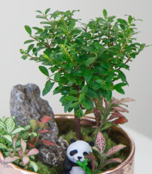 组合盆栽 商品图2