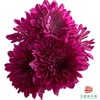 市场小菊 -波多利紫 10枝一扎 商品缩略图2