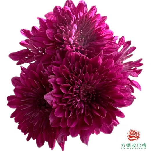 市场小菊 -波多利紫 10枝一扎 商品图2