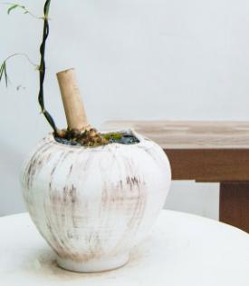 小叶簕竹 商品图2