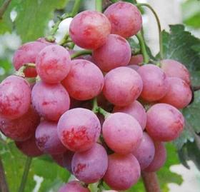 【生鲜预定】红提