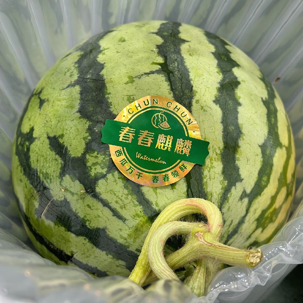 春春麒麟西瓜