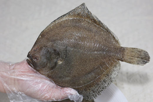 海捕多宝鱼 商品图5