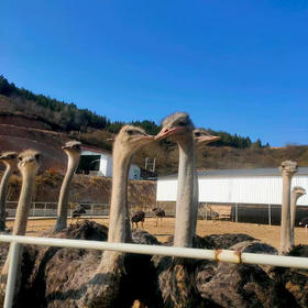 【全国包邮，部分地区除外】产地直发 郧阳区白浪镇原生态健康绿色养殖鸵鸟蛋1枚（2.6~3.5斤左右）