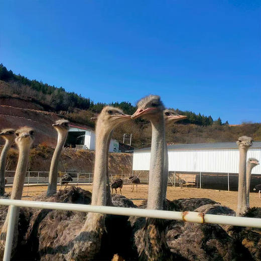 【全国包邮，部分地区除外】产地直发 郧阳区白浪镇原生态健康绿色养殖鸵鸟蛋1枚（2.6~3.5斤左右） 商品图0