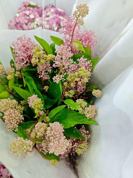 【香气治愈】美洲茶 若干枝/扎 商品图7