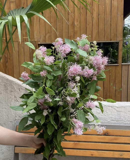 【香气治愈】美洲茶 若干枝/扎 商品图2