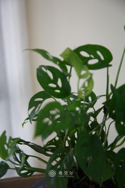 水培洞洞龟背竹 商品图1