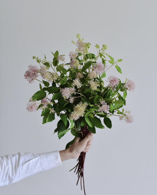 【香气治愈】美洲茶 若干枝/扎 商品图0