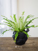 白月光盆栽 商品缩略图0