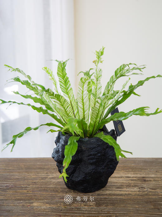 白月光盆栽 商品图0