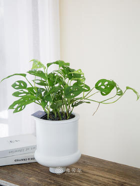 水培洞洞龟背竹