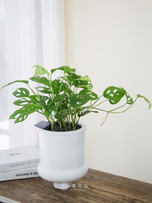 水培洞洞龟背竹 商品图0