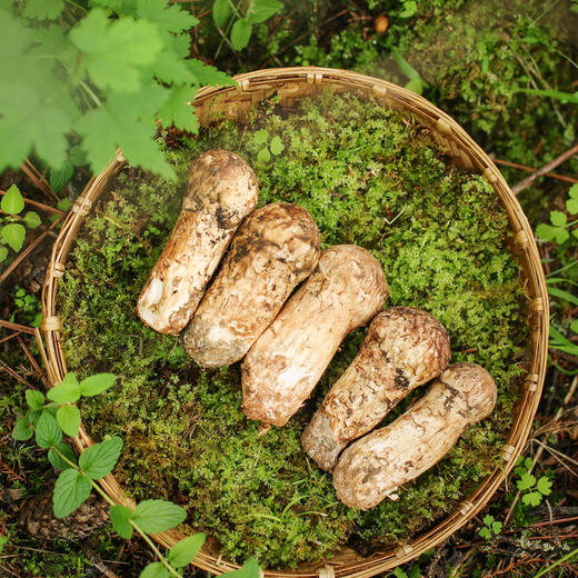雅江松茸-新鲜高原松茸（最后3天:8月28日截止下单）-顺丰冷链直达 商品图3