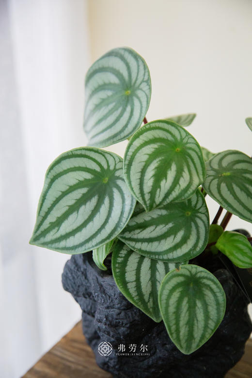 西瓜皮盆栽 商品图1