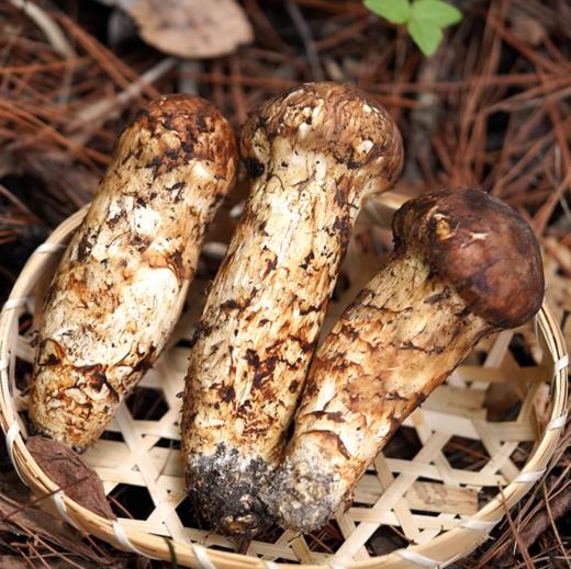 雅江松茸-新鲜高原松茸（最后3天:8月28日截止下单）-顺丰冷链直达 商品图1