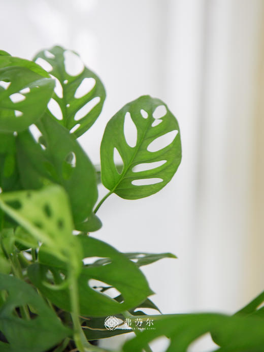 水培洞洞龟背竹 商品图2