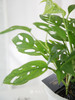 水培洞洞龟背竹 商品缩略图1