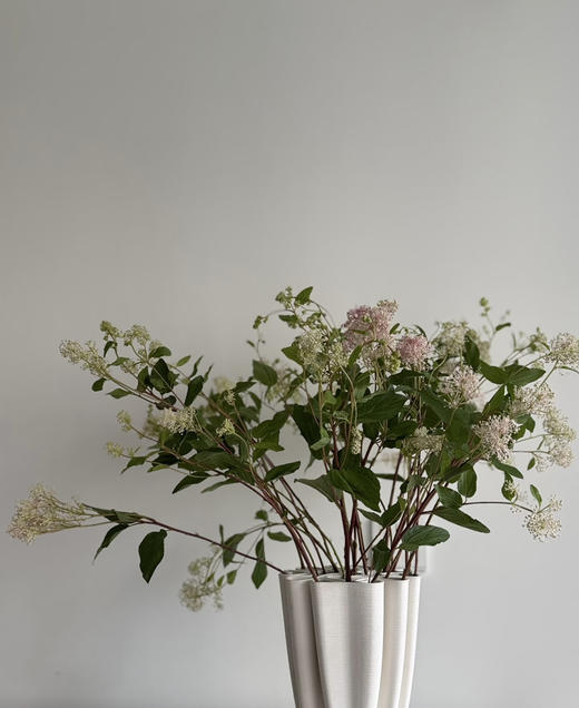 【香气治愈】美洲茶 若干枝/扎 商品图1