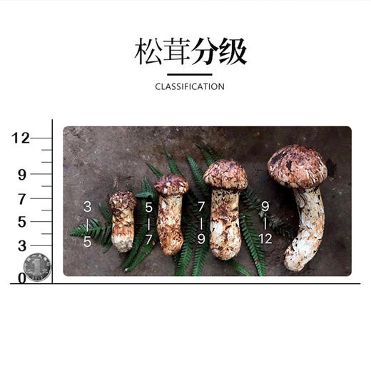 雅江松茸-新鲜高原松茸（最后3天:8月28日截止下单）-顺丰冷链直达 商品图5