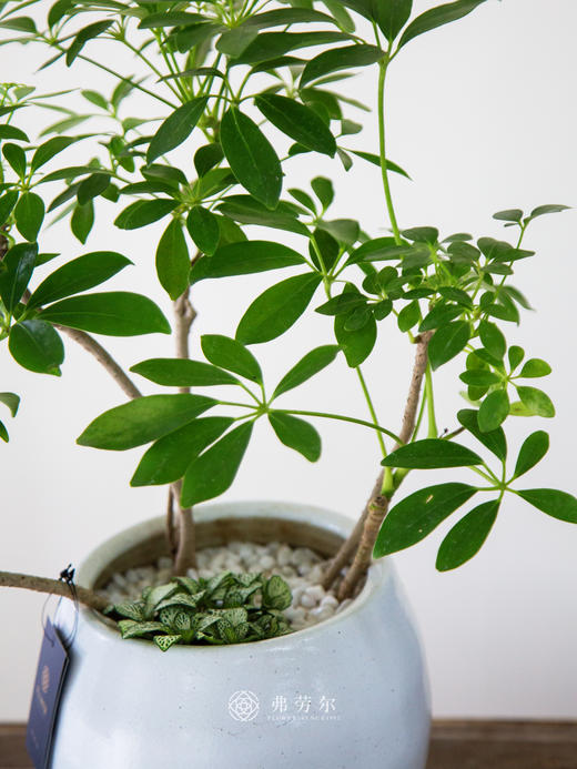 白盆吸财木 商品图1