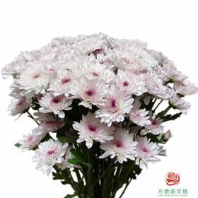 市场小菊-阿莫菲