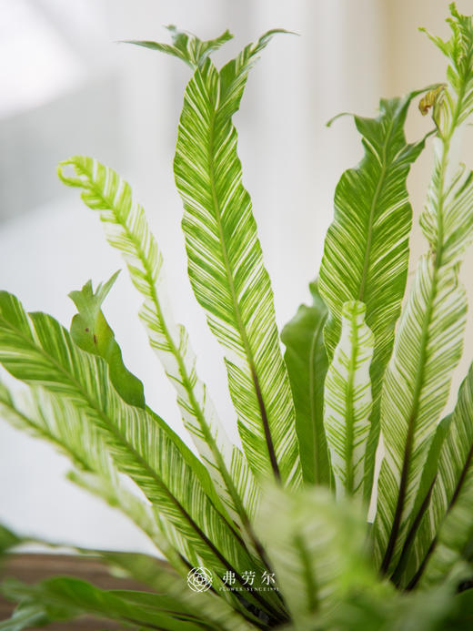 白月光盆栽 商品图1