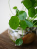 水培铜钱草 商品缩略图2