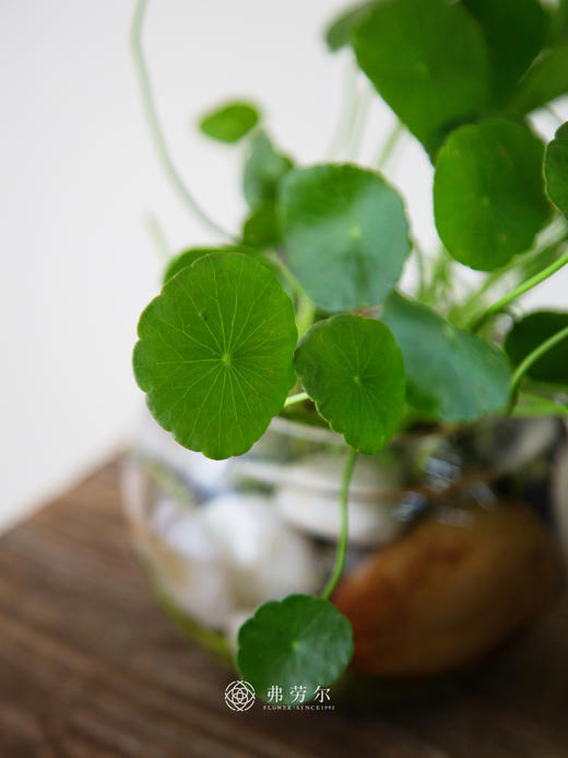 水培铜钱草 商品图2