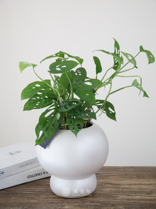 洞洞龟背竹 商品图0