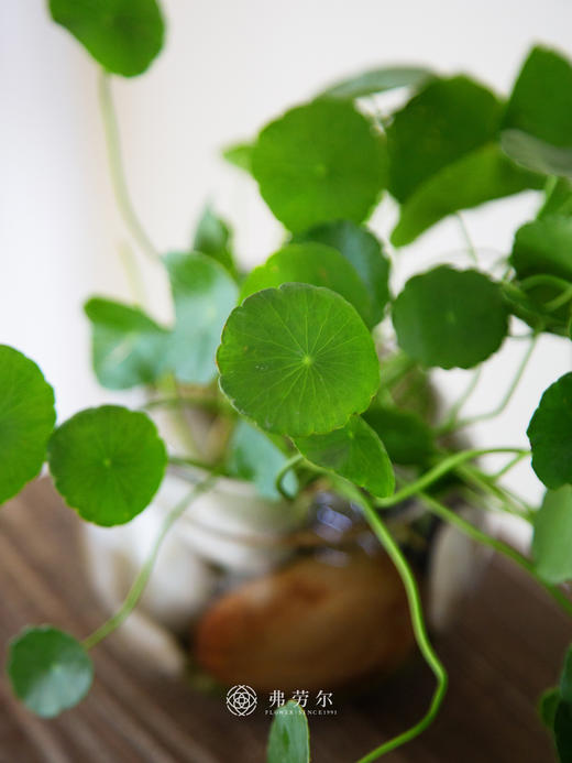 水培铜钱草 商品图1