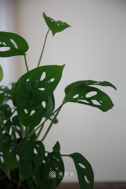 水培洞洞龟背竹 商品图2