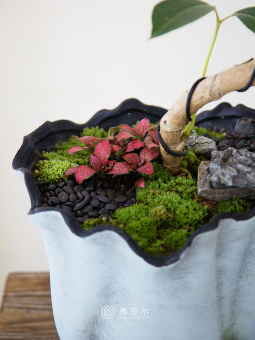 台面保罗 商品图2