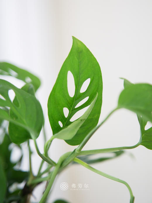 洞洞龟背竹 商品图2