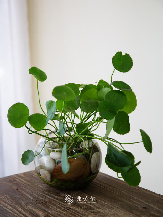 水培铜钱草 商品图0