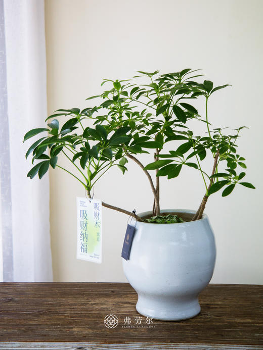 白盆吸财木 商品图0