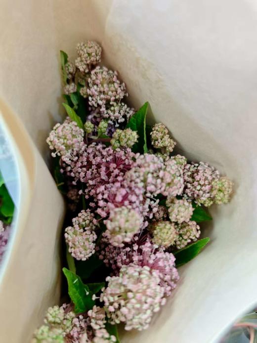 【香气治愈】美洲茶 若干枝/扎 商品图8