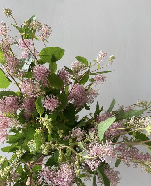 【香气治愈】美洲茶 若干枝/扎 商品图4