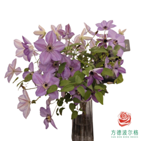 铁线莲 琼楼烟海