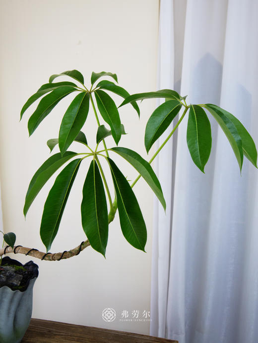 台面保罗 商品图1